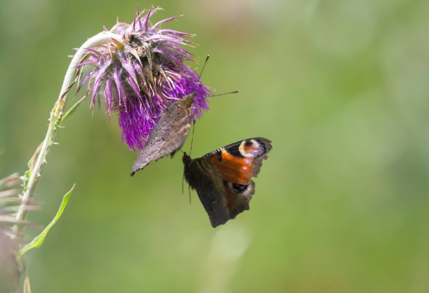 Die Welt der fliegenden Farben – Wunderding Schmetterling