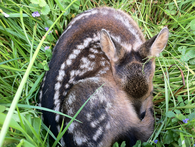 Die Kinderstube in Wald und Feld